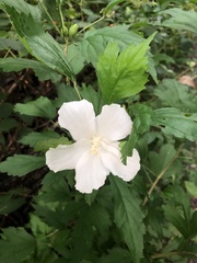 Hibiscus syriacus