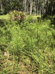Cyperus prolifer