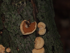 Agaricales