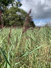 Phragmites australis australis
