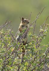 Callospermophilus lateralis