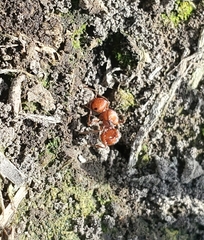 Pogonomyrmex occidentalis
