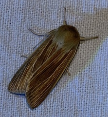 Mythimna riparia