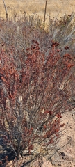 Eriogonum fasciculatum