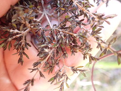 Coprosma
