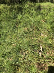 Cyperus prolifer