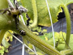 Propylea quatuordecimpunctata