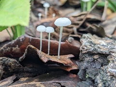 Tetrapyrgos nigripes