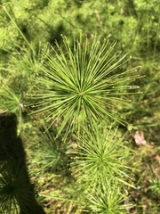 Cyperus prolifer