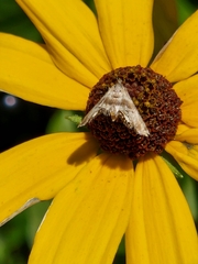 Petrophila fulicalis