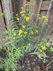 Euthamia graminifolia