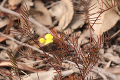 Gompholobium pinnatum