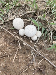 Lycoperdon