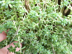 Sedum