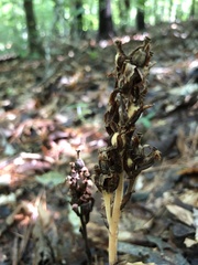 Monotropa hypopitys
