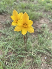 Zephyranthes tubispatha