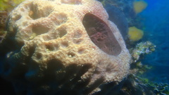 Ircinia