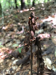 Monotropa hypopitys
