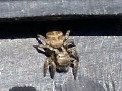 Habronattus klauseri