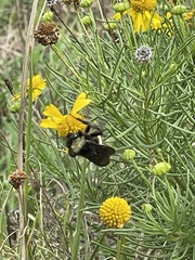 Bombus