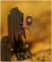 Ptenothrix