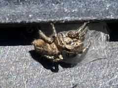 Habronattus klauseri