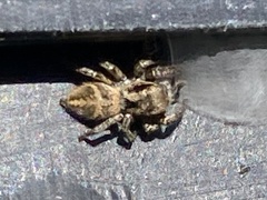 Habronattus klauseri