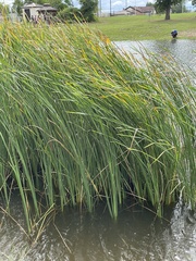 Typha domingensis