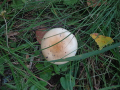 Amanita crocea