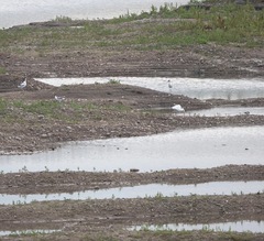 Recurvirostra avosetta