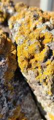 Flavoplaca
