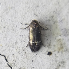 Nepticuloidea