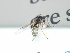 Dasysyrphus intrudens