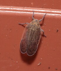 Cixiidae