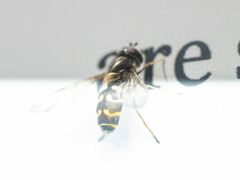 Dasysyrphus intrudens