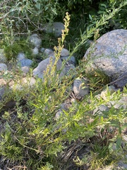 Artemisia ludoviciana