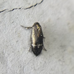 Nepticuloidea