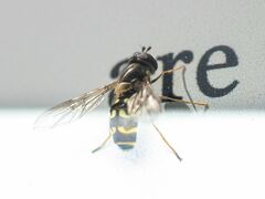 Dasysyrphus intrudens