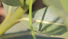 Kuwayama flourensiae