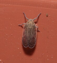 Cixiidae