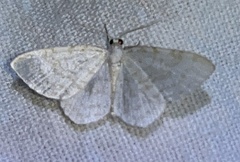 Asthena albulata