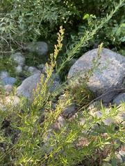 Artemisia ludoviciana