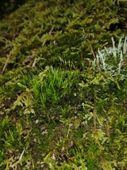 Bryopsida