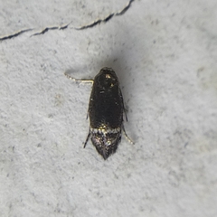 Nepticuloidea
