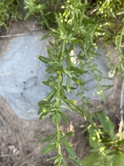 Artemisia ludoviciana