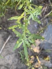 Artemisia ludoviciana