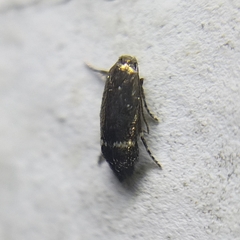 Nepticuloidea