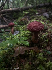 Suillus spraguei