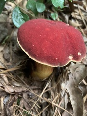 Boletus sensibilis