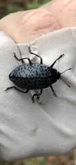 Cypherotylus californicus
